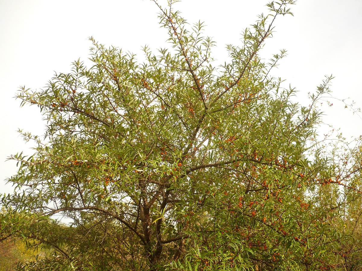Hippophaë rhamnoides subsp. fluviatilis (Elaeagnaceae)